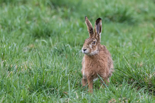 Chapter One: A Leveret – The Origin of Freedom & Resilience - Lepus
