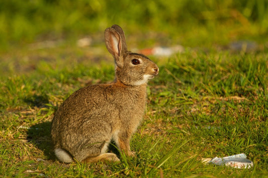Lepus: The Timeless Symbol of Agility, Resilience, and Freedom - Lepus